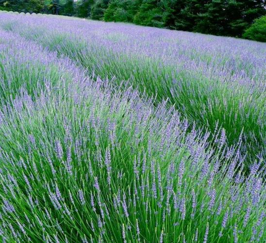 薰衣草