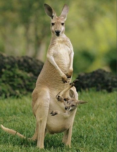 崇明袋鼠展览承接各地表演正规公司颢华租赁