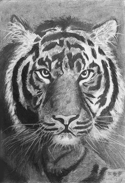 素描动物～老虎