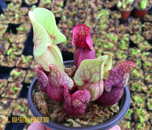 紫色瓶子草