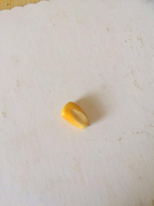 取一粒浸软的玉米种子