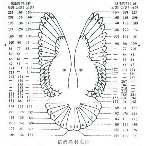 幼鸽换羽速度