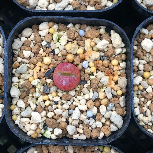 满额包邮多肉植物蟠桃塑料塑料盆盆栽防辐射精品多肉植物