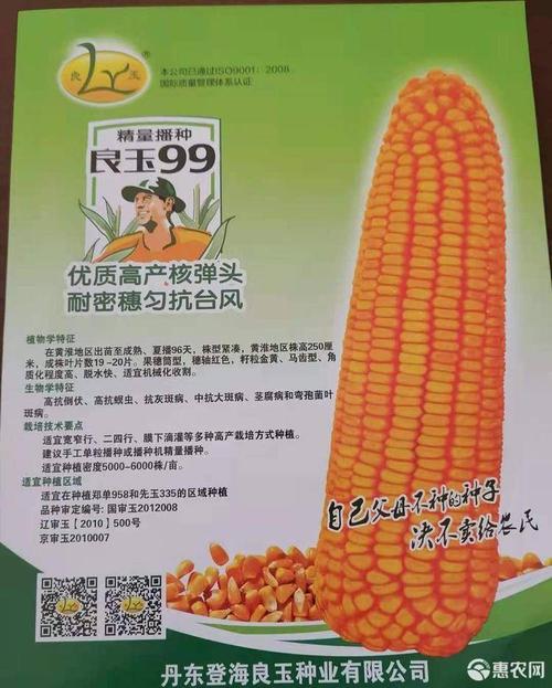 国审高产良玉99玉米种子 耐密穗匀抗台风 厂家正品