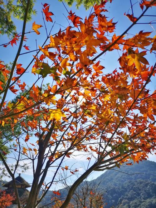 从化石门国家森林公园93红叶红了_石门国家森林公园