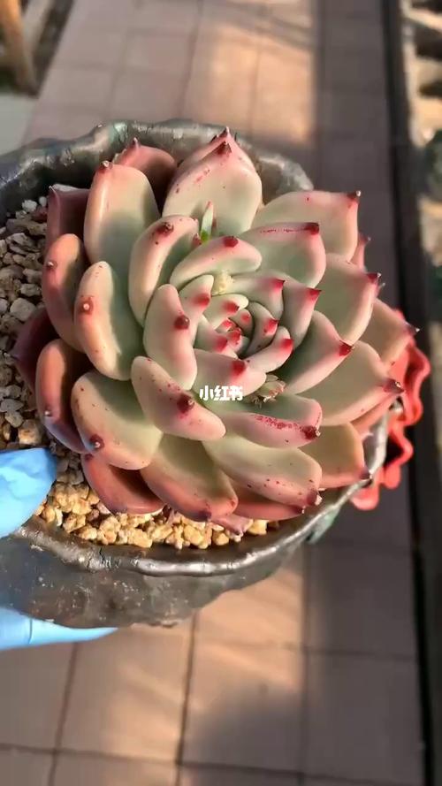 皮蛋_海洋多肉植物自由行热门攻略_多肉植物_多肉控_家居家装_家居