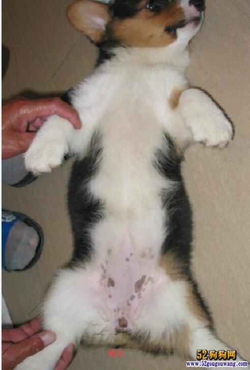 狗狗怎么辨别公母图片