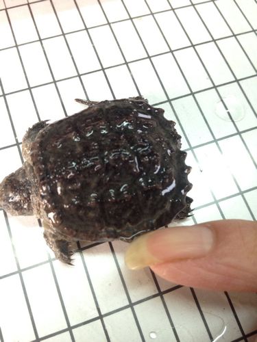 我的小鳄龟背甲边缘上面的皮开了,可以翻开,是什么毛病啊?