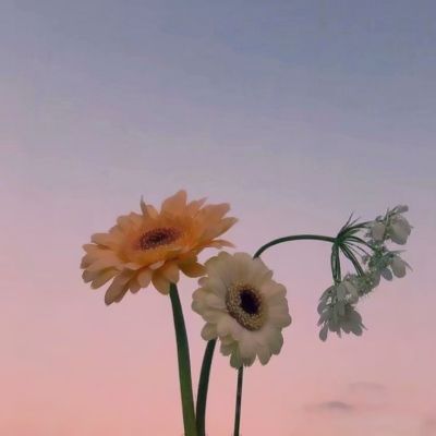 超清抖音头像花朵图片大全_风景头像_头像屋