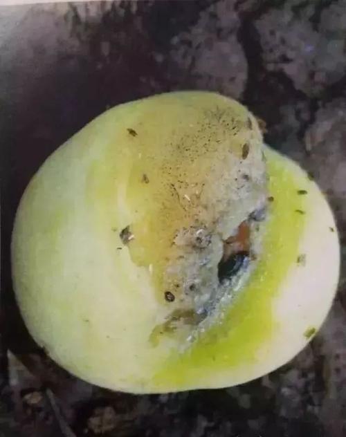 桃树常见的21种病害 8种虫害 高清图谱,收藏版!