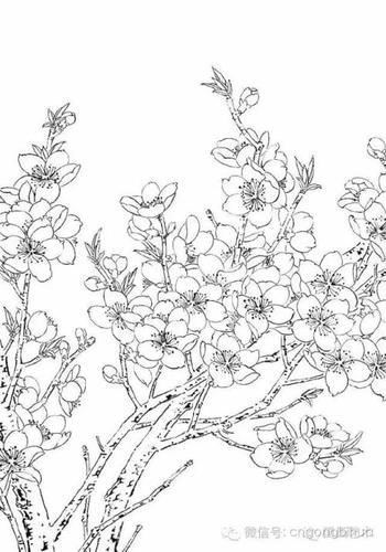 桃花画法工笔简笔画