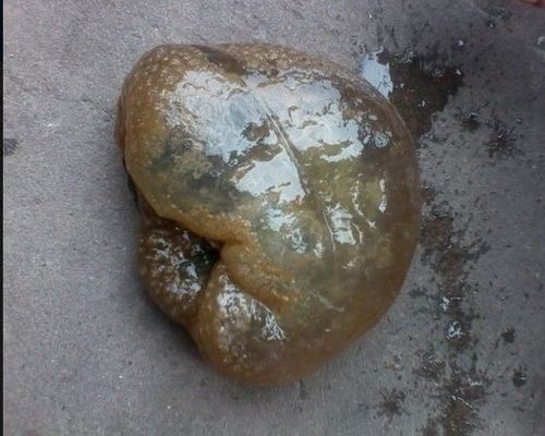 肯定的是,这些在各地发现的肉团,就是"太岁神"的化身(或真身的一部分)