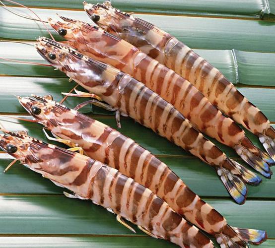 而九节虾也叫虎斑虾,身上有明显的斑纹.是这样的