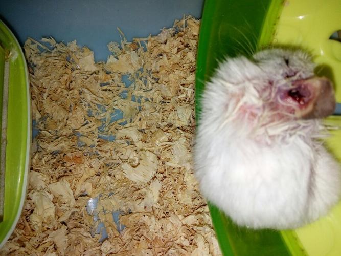 仓鼠被咬了