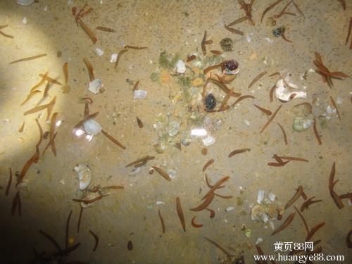 金钱宽体水蛭养殖