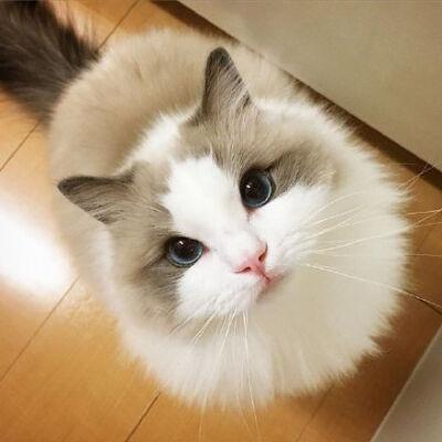 清新 猫咪 萌宠 喵星人 #一只爱拍照的喵# 可爱萌宠猫咪图片 卖萌清新