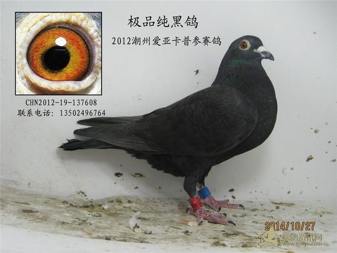特雅公棚纯黑鸽