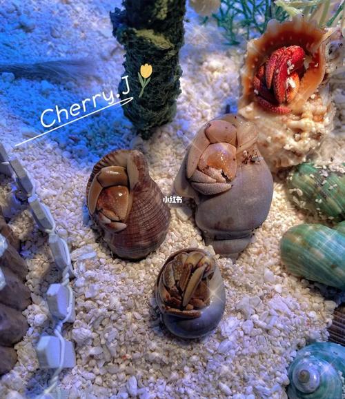 寄居蟹-瓜娃子!_寄居蟹_厄瓜多尔_宠物_宠物其他