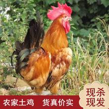 婆罗门活鸡小鸡仔出售巨型梵天鸡观赏鸡活鸡崽宠物鸡孵化受精种蛋