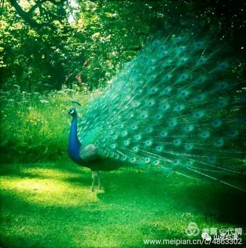 吉祥的凤凰 美丽的孔雀