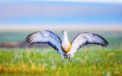 中国野生动物保护影像作品展在伊春举办