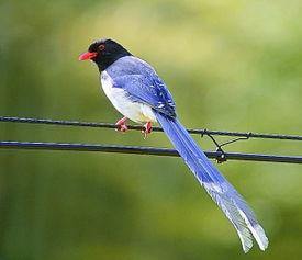 头是黑色的,身体是蓝色的,尾巴长长的,是什么鸟?