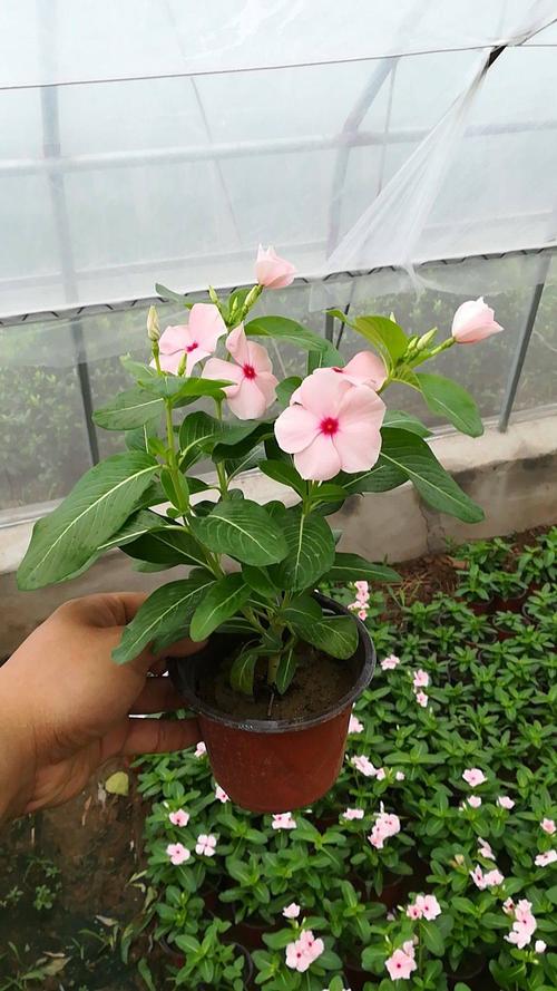 长春花种子
