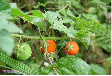 展开全部 如果是图上这种,叫颠茄