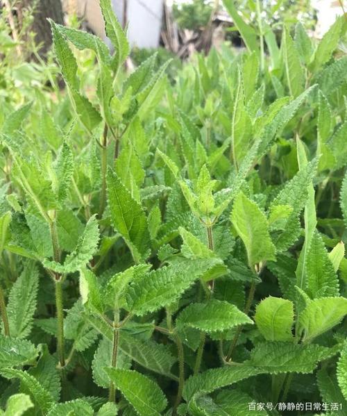 "冬虫夏草"的甘露子错误识别