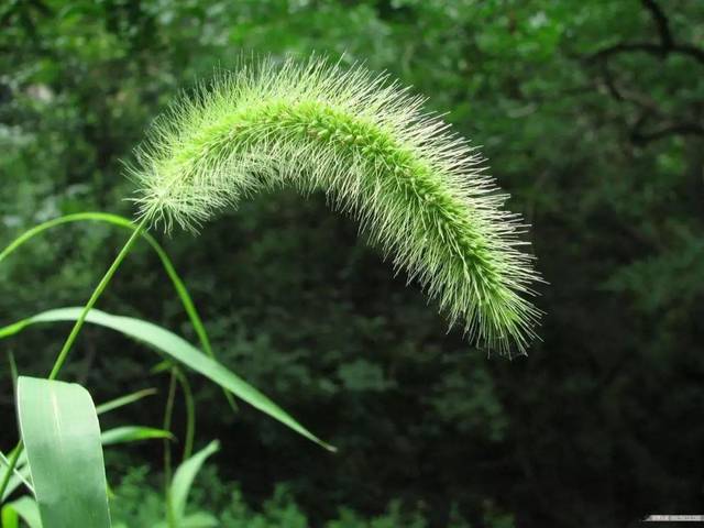 莠(狗尾巴草)