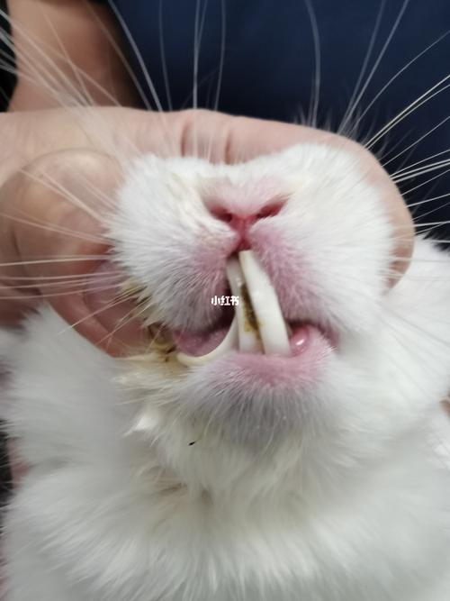 兔子剪牙齿_兔子_磨牙_宠物_宠物其他