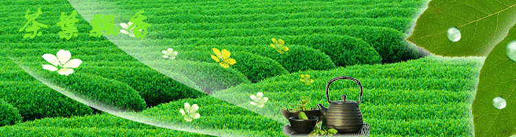 新茶叶2015年 江西婺源绿茶毛尖茶叶高山有机茶天香云翠100g罐装