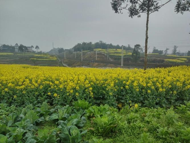 四川省广安市岳池县正南街靠近中和小学