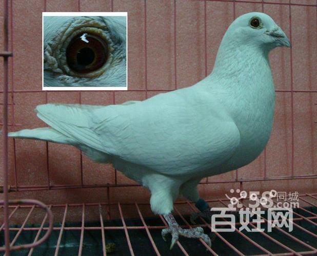 纯种远程白色信鸽出售500至1000公里当日归巢