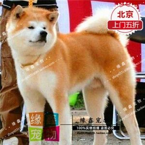 纯种日系秋田犬八公纽芬兰犬哈士奇金毛活体宠物狗狗北京出售包邮