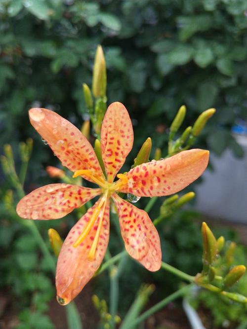 雨后,葳蕤葱茏中一抹艳红吸引了我的眼