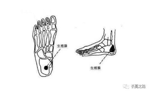 脚部-生殖腺/性腺反射区(长高主要是生长激素和性激素这两钟激素共同