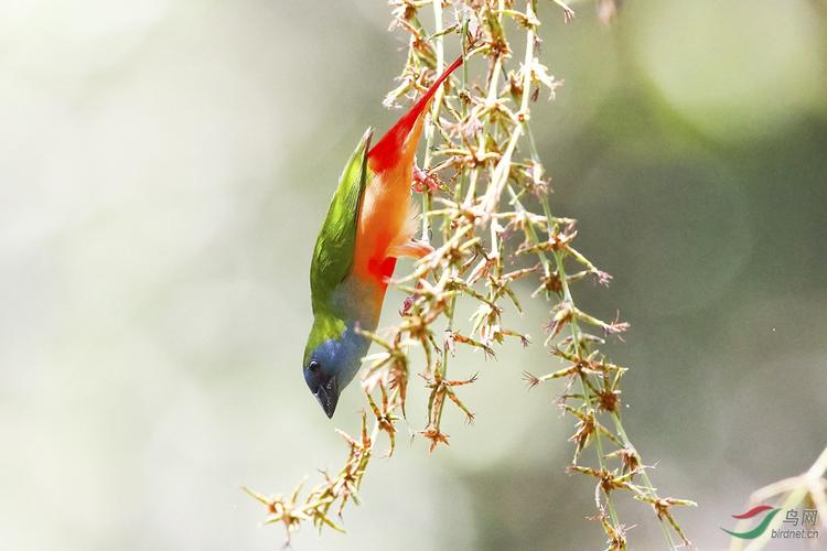 长尾鹦雀.jpg
