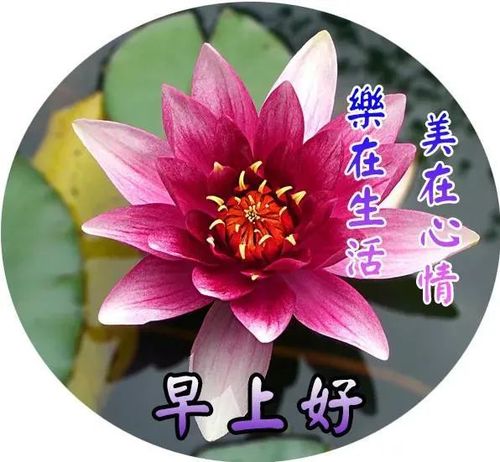 9张非常有创意好看的夏日早安早上好图片带祝福语 好.