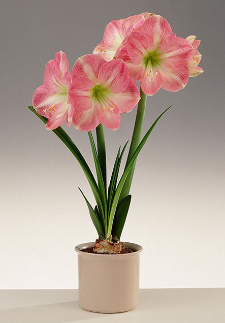 来自南美洲的朱顶红是如何走红全球