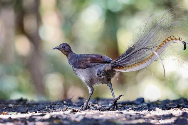 尾巴像竖琴一样鸟类,不喜飞翔,擅长奔跑,能模仿30多种鸟叫