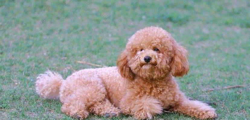 原创优秀宠物泰迪犬有哪些特征看这几点就知道了