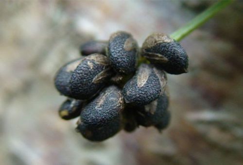 别名: 破故纸,和兰苋,胡韭子,补骨脂 来源: 豆科补骨脂属植物补骨脂