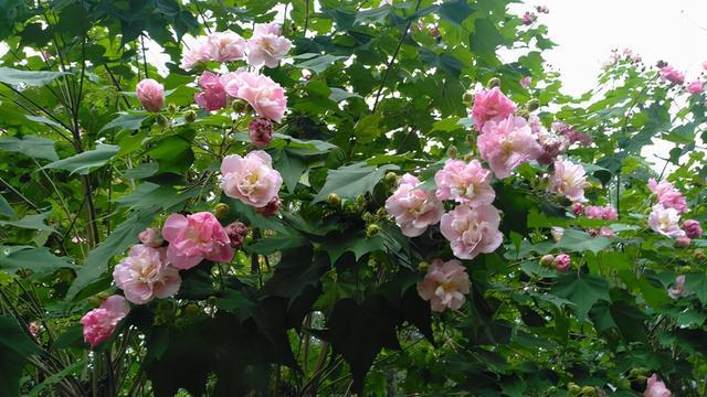 芙蓉花绽放在浓浓的秋意里别具情味