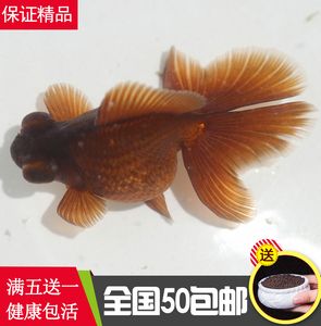 精品紫蝶尾  span class=h>金鱼 /span>活体 观赏鱼龙睛反翘水族宠物