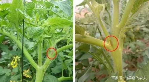西红柿缺硼典型症状,看看如何解决