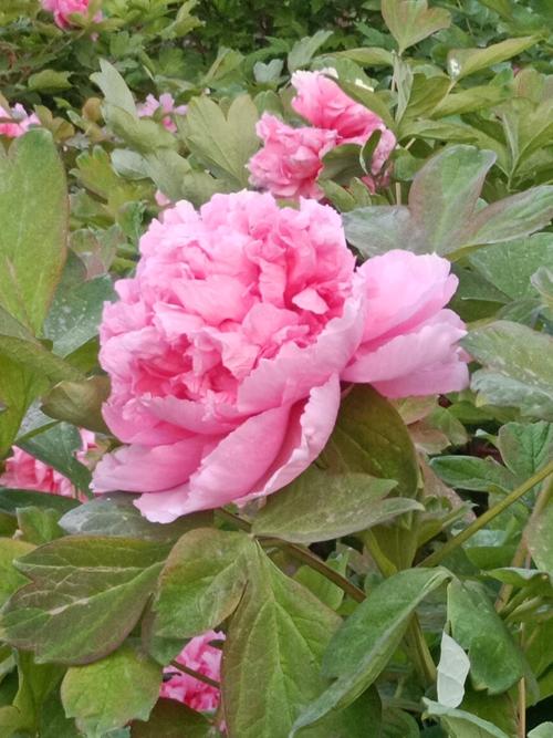 牡丹苑赏花