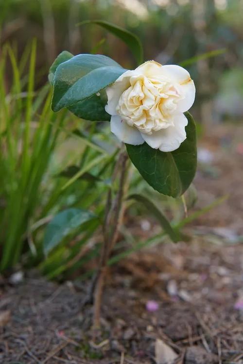 日本品种"白卜伴"