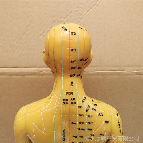 清晰刻字人体针灸穴位模型60厘米中医教学全身经络图按摩男女小人