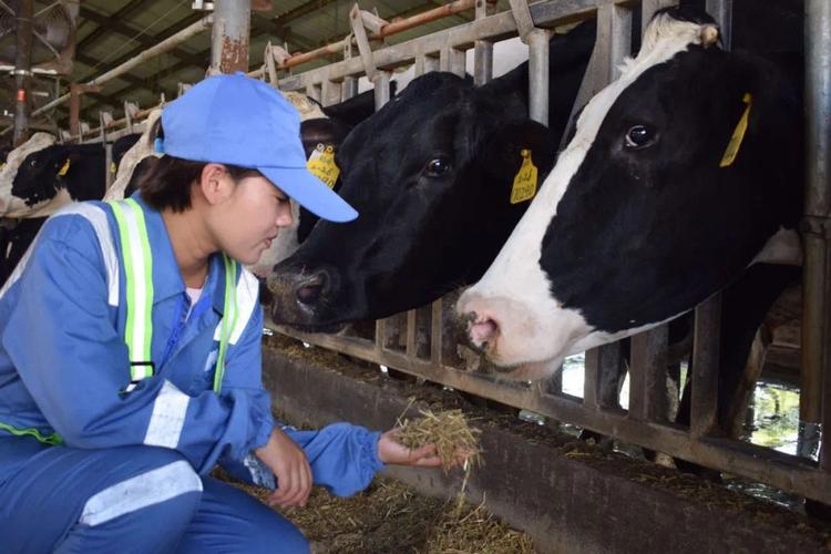 上海乳业老字号疫情中找到机遇奶牛场生产一线藏着逆势发展密码